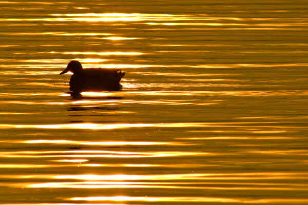 SUNSET DUCK